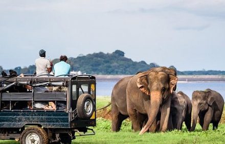 Safari in Sri Lanka: A Wild Adventure in the Jungle